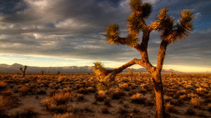 desert