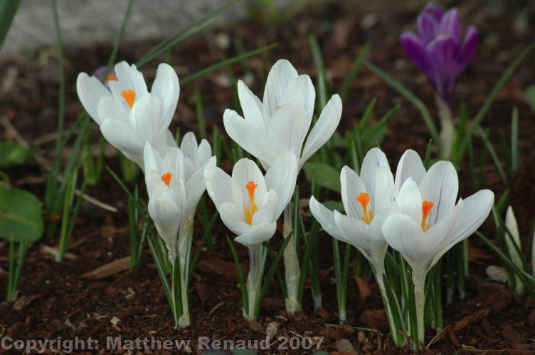 White Flower