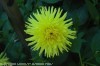 Yellow Flower