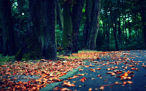 nirob photos
